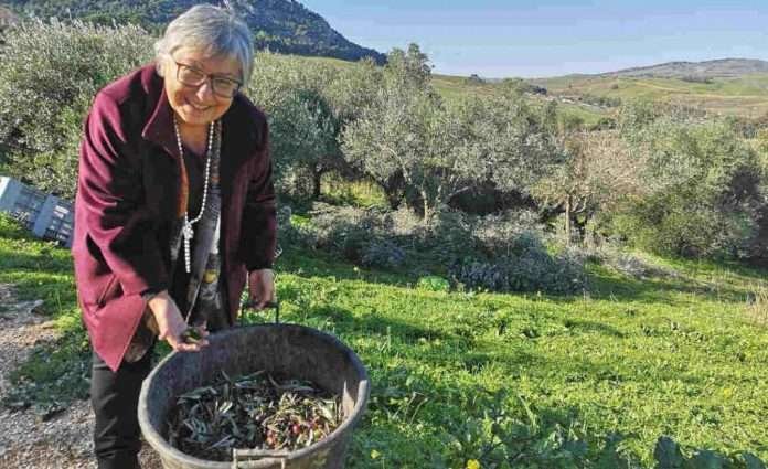 Il Parco archeologico di Segesta produce il primo olio e.v.o.
