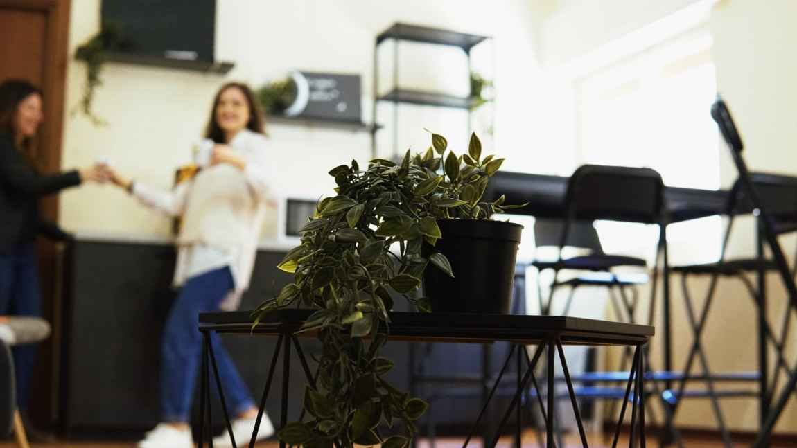 pianta su un tavolo nello spazio coworking Beehive